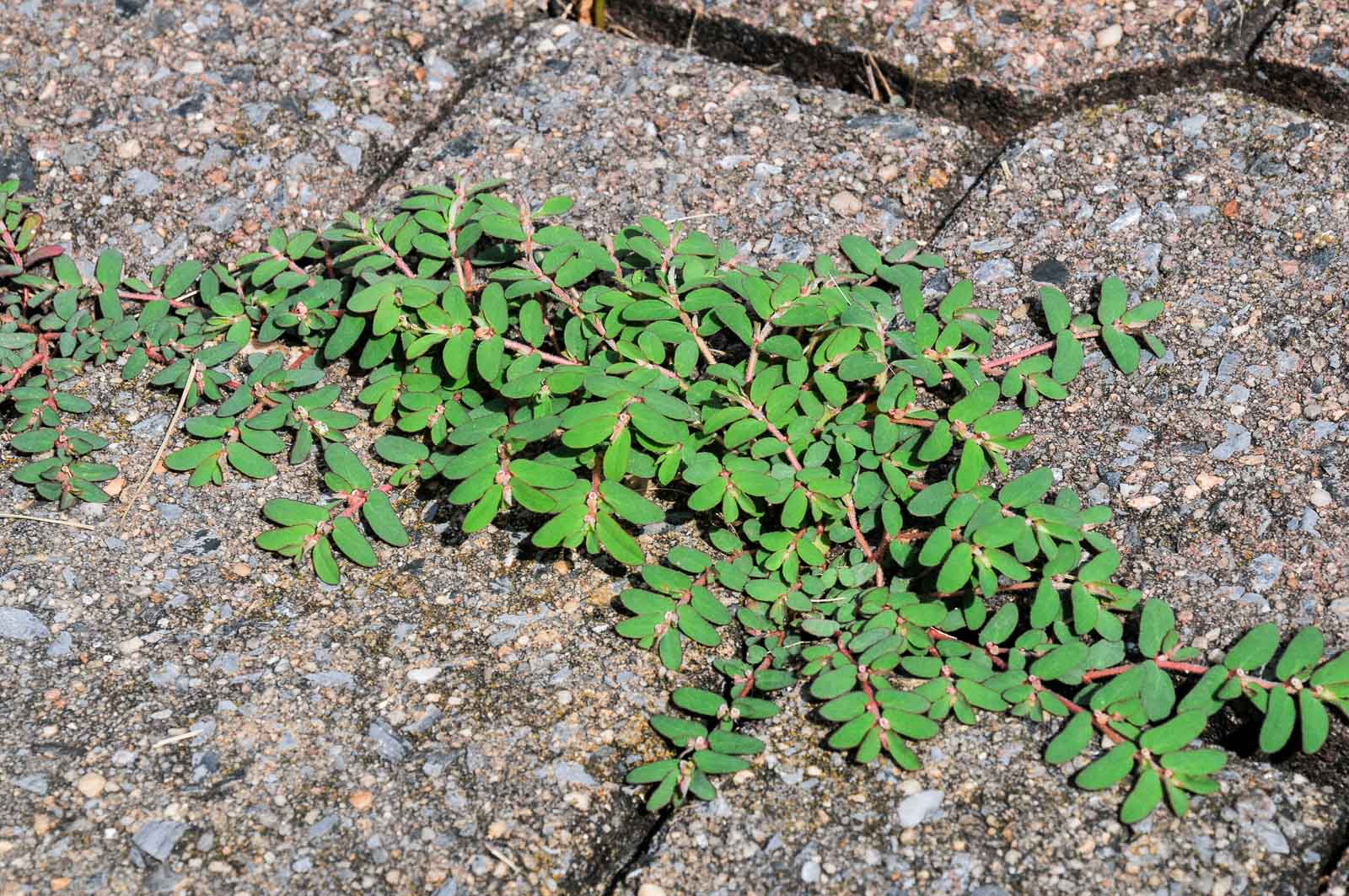 Euphorbia Prostrate