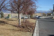 Picture of pruning Trees at Safeway 1500 Hwy 92 - Delta Colorado 81416